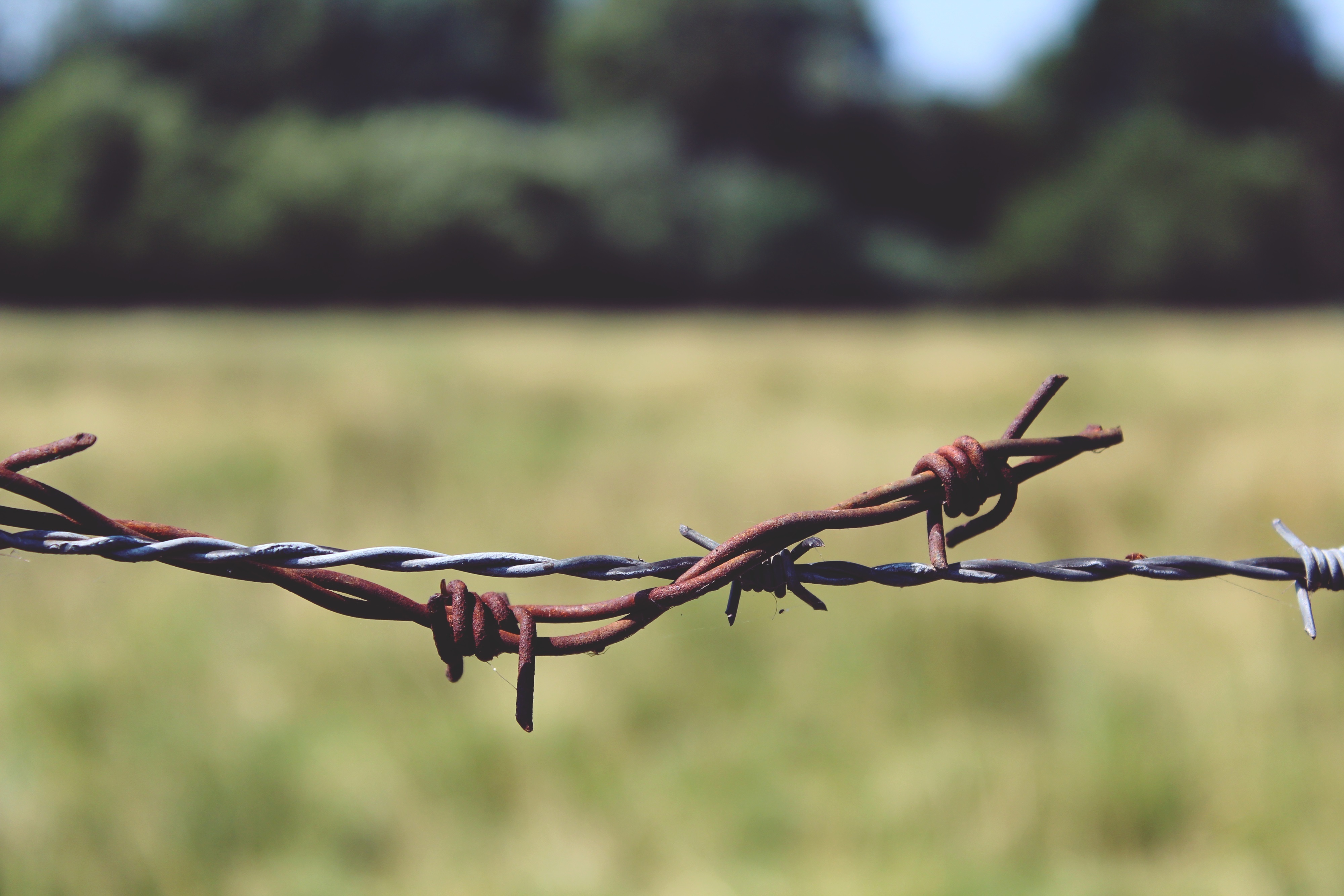 barbed-wire-887276